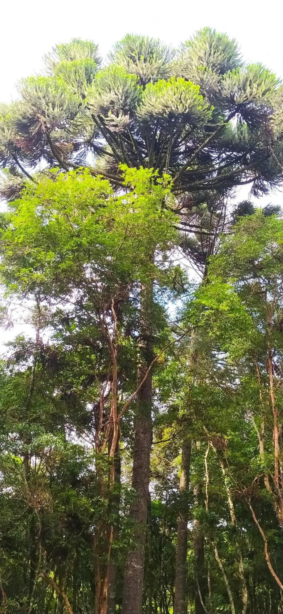 Chacara Rancho Paraiso Piraquara Exteriér fotografie
